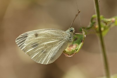 BUITEN BEELD Foto: 144237