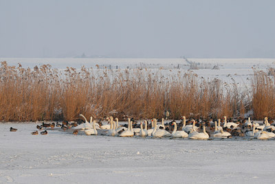 BUITEN BEELD Foto: 144252