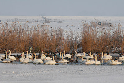 BUITEN BEELD Foto: 144253