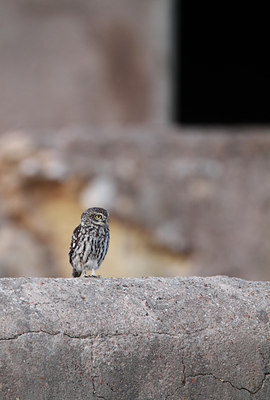 BUITEN BEELD Foto: 144289