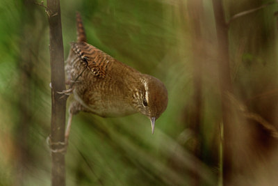 BUITEN BEELD Foto: 144299