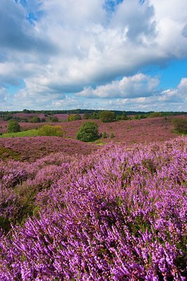 BUITEN BEELD Foto: 144430