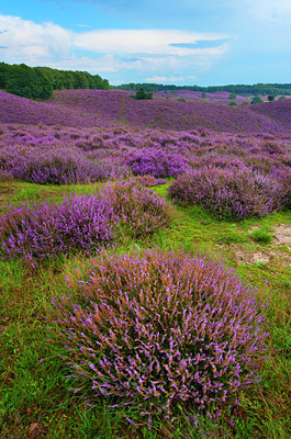 BUITEN BEELD Foto: 144437