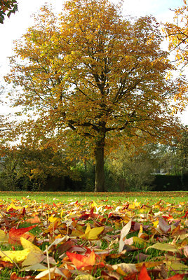 BUITEN BEELD Foto: 144477