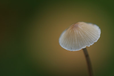 BUITEN BEELD Foto: 144507