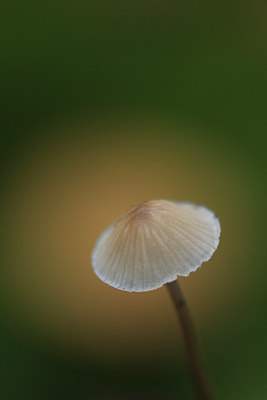 BUITEN BEELD Foto: 144508