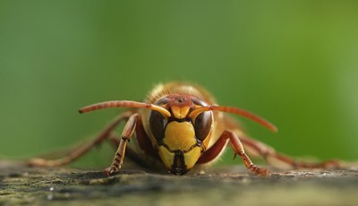 BUITEN BEELD Foto: 144509