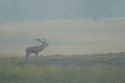 BUITEN BEELD Foto: 144565