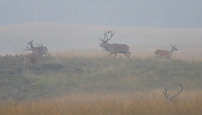 BUITEN BEELD Foto: 144568