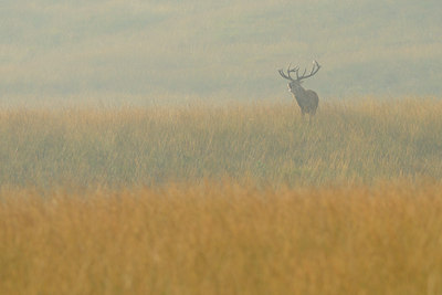 BUITEN BEELD Foto: 144578