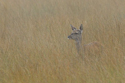 BUITEN BEELD Foto: 144584