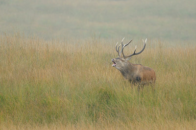 BUITEN BEELD Foto: 144599