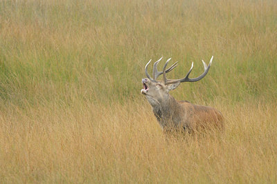 BUITEN BEELD Foto: 144601