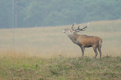 BUITEN BEELD Foto: 144603