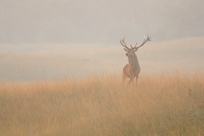BUITEN BEELD Foto: 144608