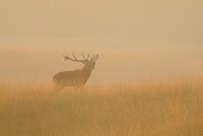 BUITEN BEELD Foto: 144613