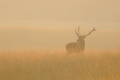 BUITEN BEELD Foto: 144615