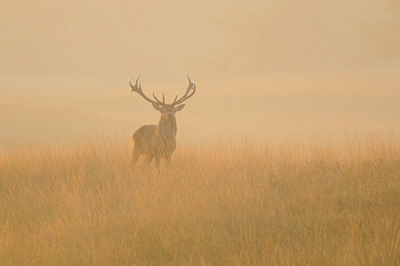 BUITEN BEELD Foto: 144618