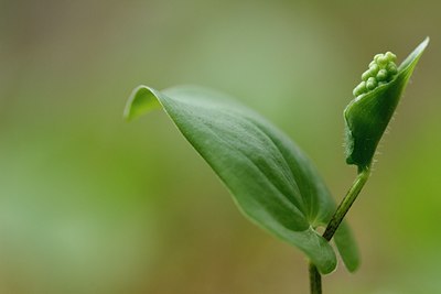 BUITEN BEELD Foto: 144730