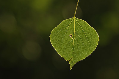 BUITEN BEELD Foto: 144743