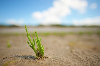 BUITEN BEELD Foto: 144793