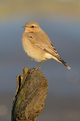 BUITEN BEELD Foto: 144828