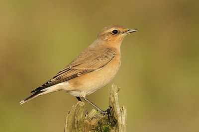 BUITEN BEELD Foto: 144829