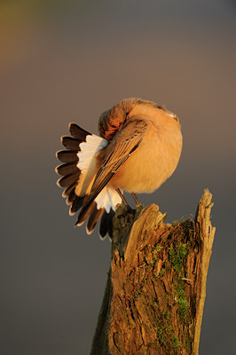 BUITEN BEELD Foto: 144830