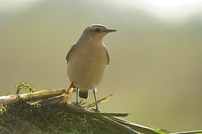 BUITEN BEELD Foto: 144831
