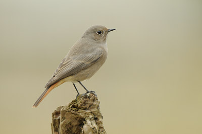 BUITEN BEELD Foto: 144834