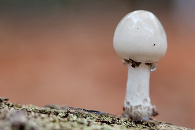 BUITEN BEELD Foto: 144852