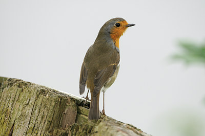BUITEN BEELD Foto: 144854