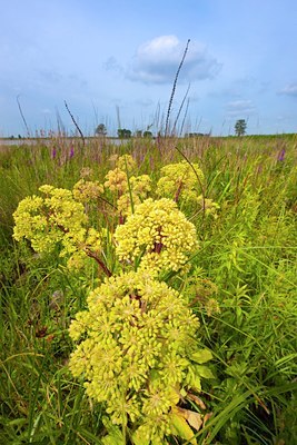 BUITEN BEELD Foto: 144872