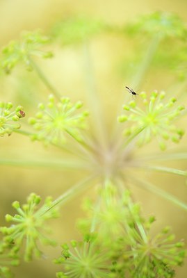 BUITEN BEELD Foto: 144875