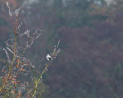 BUITEN BEELD Foto: 144988