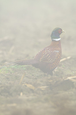 BUITEN BEELD Foto: 145019