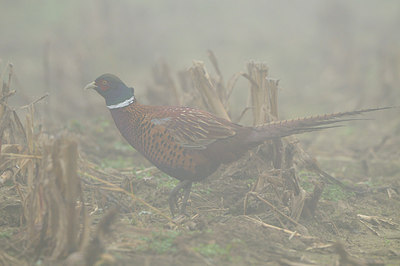 BUITEN BEELD Foto: 145020