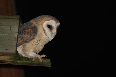 BUITEN BEELD Foto: 145022