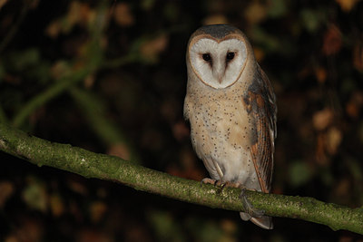 BUITEN BEELD Foto: 145027