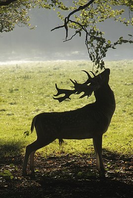 BUITEN BEELD Foto: 145095