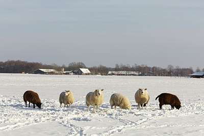 BUITEN BEELD Foto: 145161