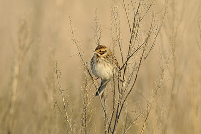 BUITEN BEELD Foto: 145168