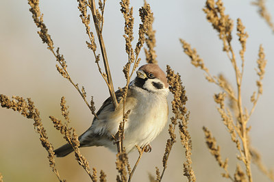 BUITEN BEELD Foto: 145169