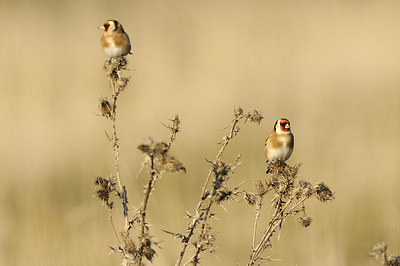 BUITEN BEELD Foto: 145171