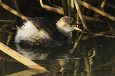 BUITEN BEELD Foto: 145173