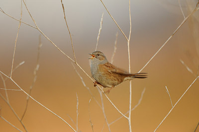 BUITEN BEELD Foto: 145175