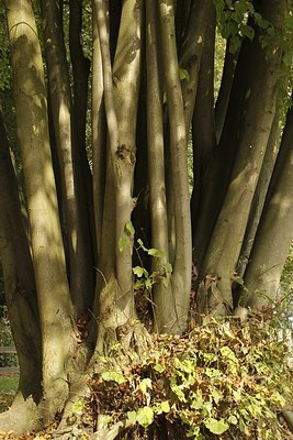 BUITEN BEELD Foto: 145177