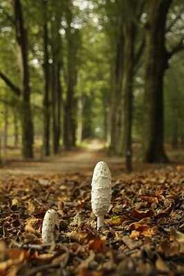 BUITEN BEELD Foto: 145179