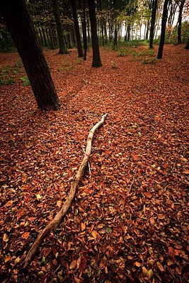 BUITEN BEELD Foto: 145265