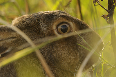 BUITEN BEELD Foto: 145268